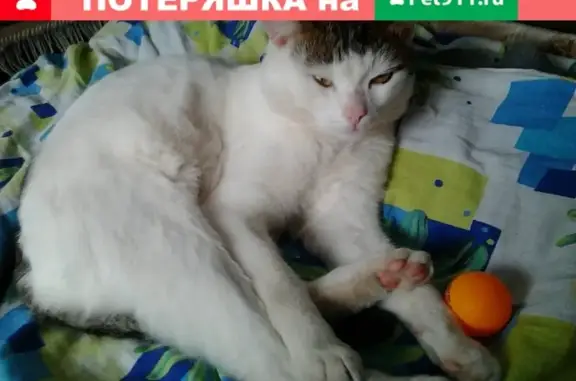 Пропал кот в районе Ворошилова, вознаграждение
