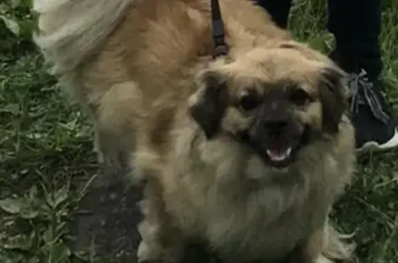 Пропала собака возле магазина Березка, район Бохняка, Топоркова.