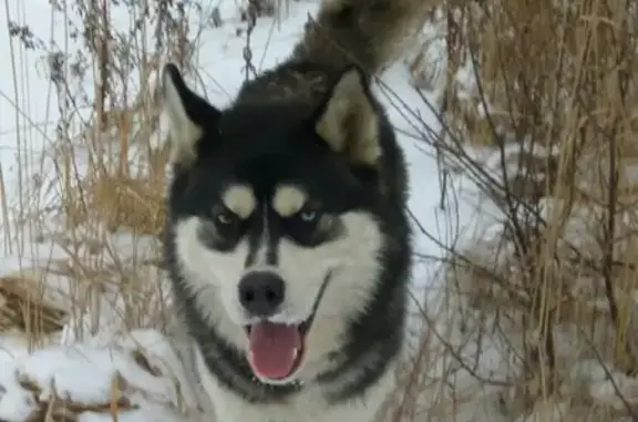 Пропала собака Хаски Техас в Люберецком районе, вознаграждение!