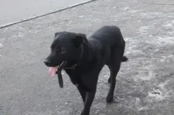 Найдена собака на улице Румянцева в Челябинске