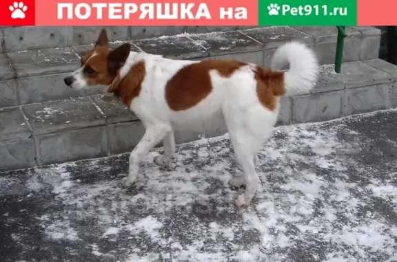 Найдена собака на ул. Сухарной в Новосибирске