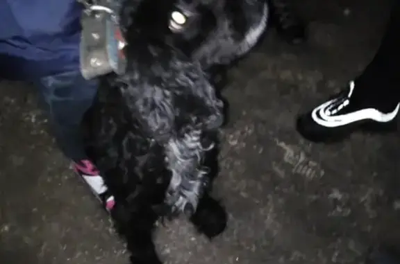 Найдена собака на Жарово 33 с белой шеей