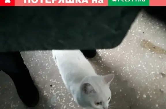 Найдена белая кошка в подъезде (Уралмаш, Екатеринбург)