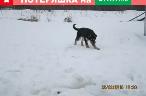 Пропала собака в п.Шипицыно, откликается на кличку Мухтар