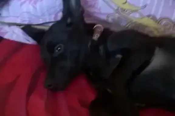 Пропала собака в Лесосибирске, район Космос, мальчик Бесик, чёрный цвет, возможно увязался за собачьей свадьбой