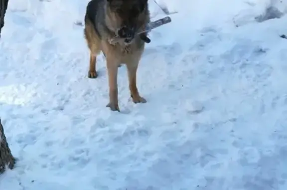 Пропала собака Рэй в Бердске, Новосибирская область