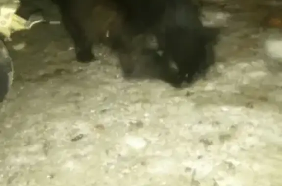 Найдена черная кошка в В. Пышме (Свердл. обл.)