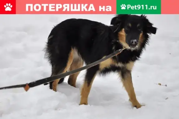 Пропала собака Лада в районе Песков, Ульяновск