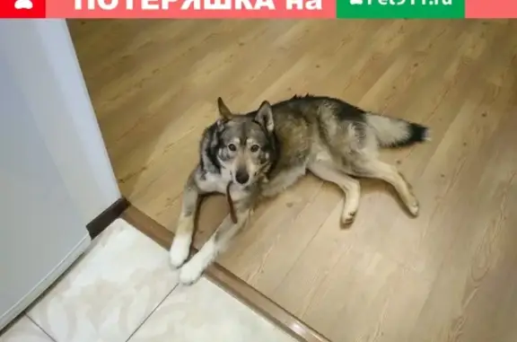 Найден пес в окружной, Северодвинск