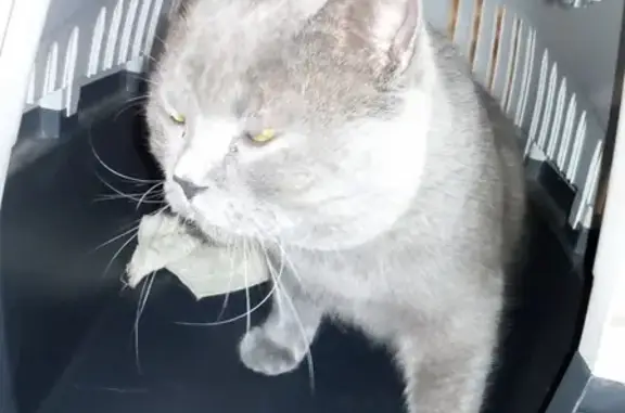 Найден кот в Боровске, возможно без хозяев