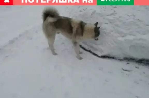 Найдена собака в Кемерово без ошейника