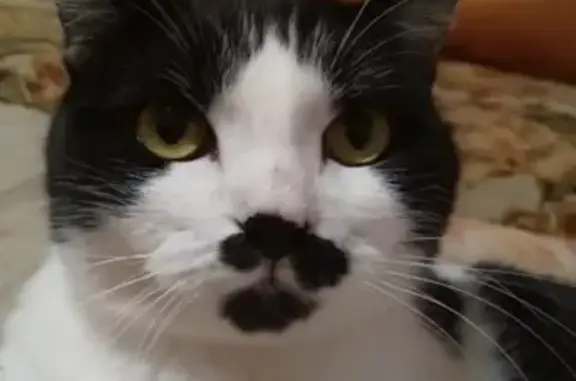 Объявления о пропавших и найденных животных, Мирный, фото: Пропала кошка на Аммосова,20 в Мирном