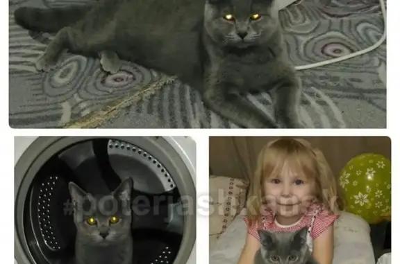 Кошки потеряшки, Новосибирск, фото: Потеряшка кошка в Новосибирске на 3 Инюшенском переулке