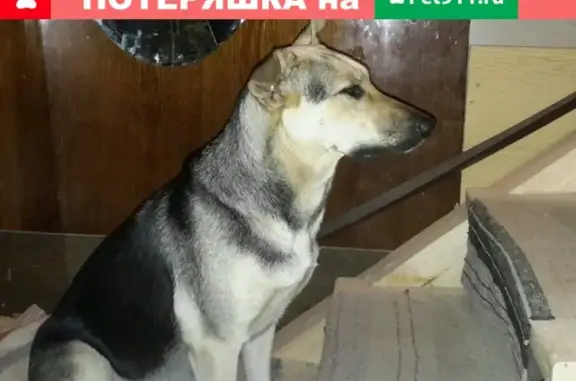 Пропала собака в Фокинском районе, помогите найти!