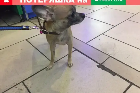 Найдена собака на переходе в Сочи