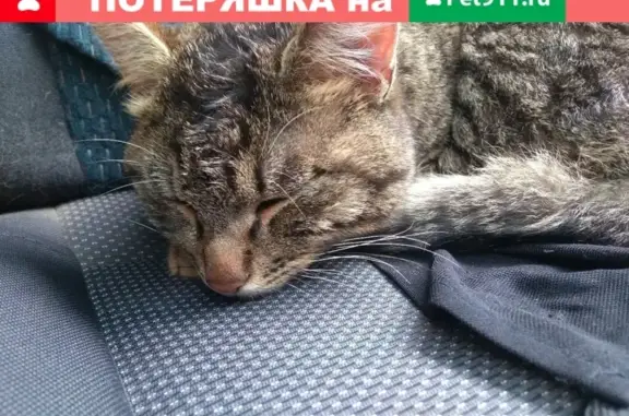 Найден кот на Грищенко 4А у магазина Красное и Белое