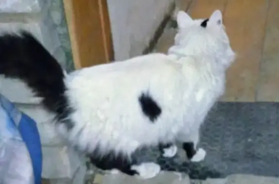 Найден молодой кот в Нагулино, ищем хозяина!