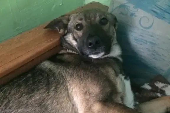 Пропала собака «Мася» в районе Заречье, Бийск