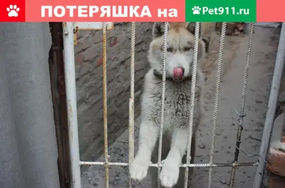 Пропала собака Дик в Таганроге #Котопес_Потерянные