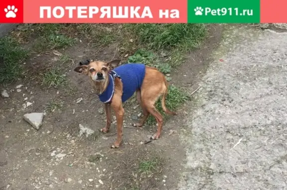 Найдена собака на ул. Проспект Ленина 7 и ул. Корницкого 22