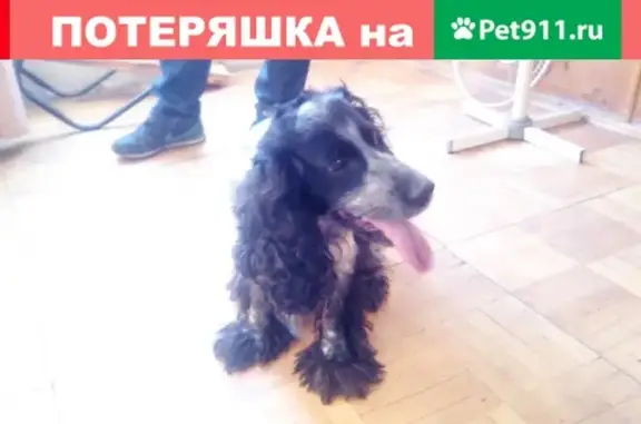 Найдена собака в Дядьково, Ярославль