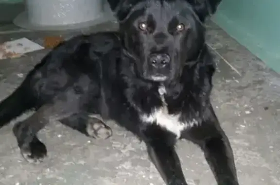 Пропала собака на улице Чайковского, Челябинск