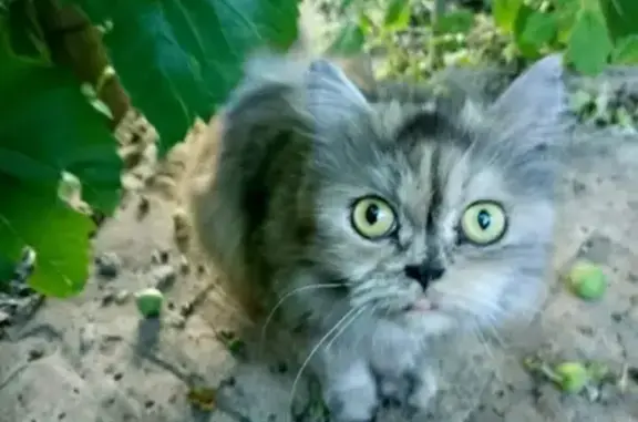 Найдена кошка на ул. Поселковой