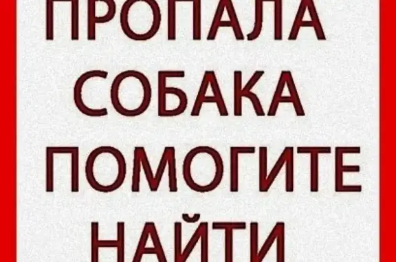 Пропала немецкая овчарка в пос. Карадырский, Магнитогорск