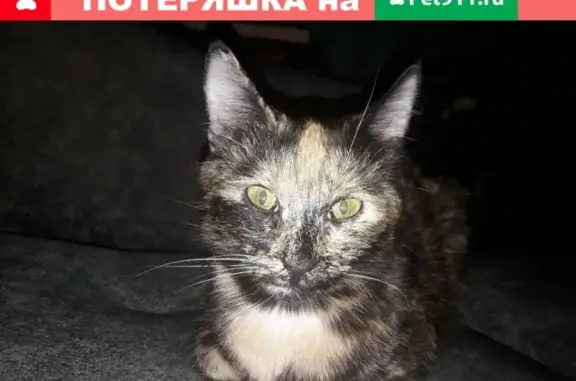 Пропала кошка Муся в Сланцах, Ленобласть