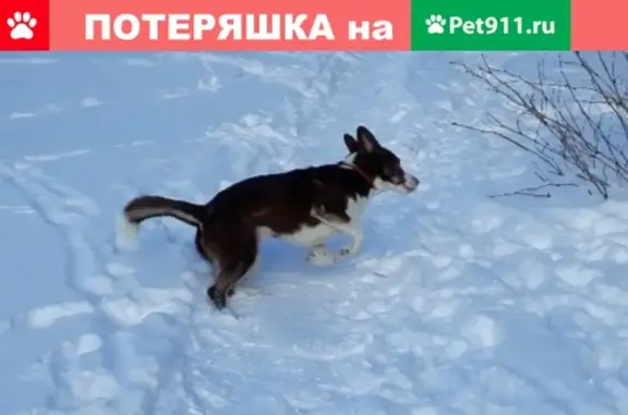 Найдена собака в Петрозаводске на улице Краснофлотская