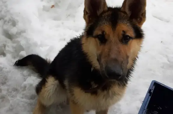 Найдена собака в Казани, Зелёный бор