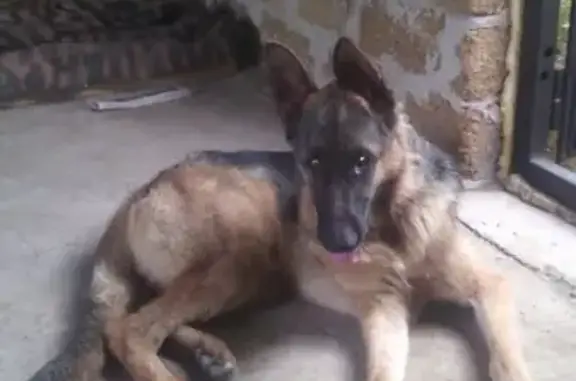 Пропала собака с клеймом в Керчи, район Абиссинке!