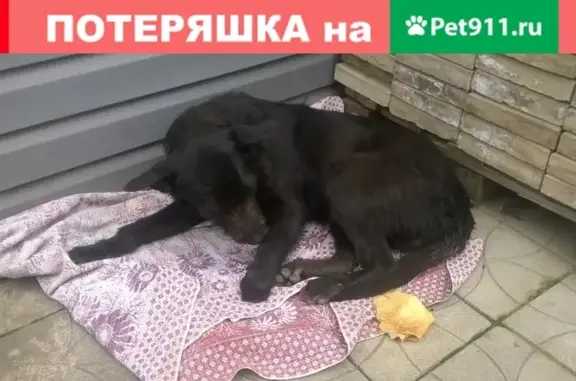 Найдена собака с переломом лапы в Краснодаре!