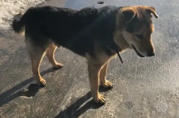 Найдена собака на Комендантском проспекте, СПб