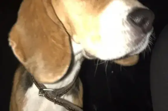 Найдена собака породы Бигль в Вологде