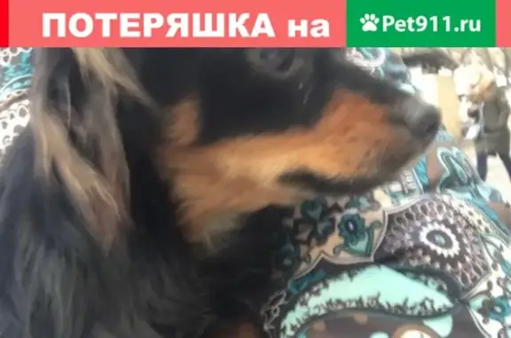 Найдена собака в Марьино, Москва - контактный телефон на Propala.ru