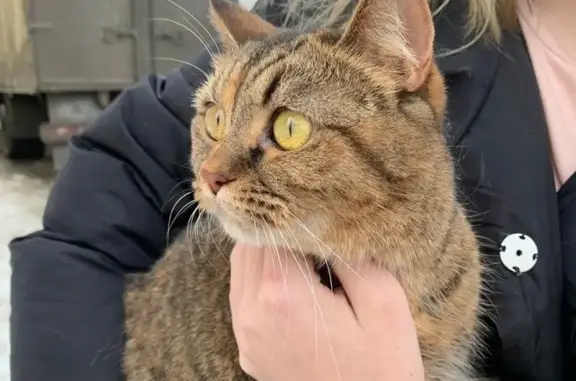 Найдена кошка в Екатеринбурге (Пионерский)