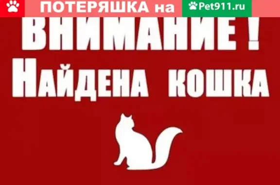 Найдена домашняя кошка на Московской/Менделеева, Киров