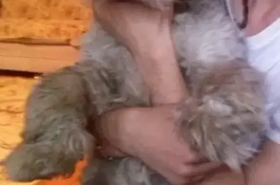 Пропала собака в Холодово, Раменское