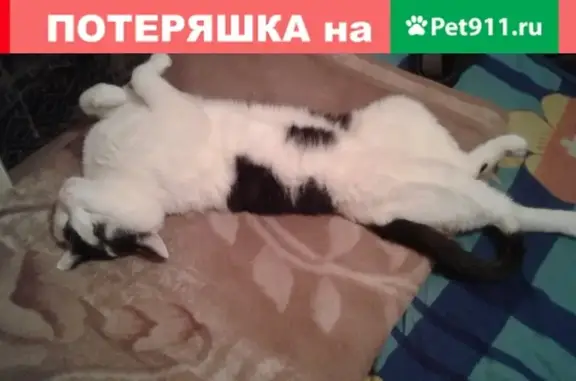 Кошки потеряшки, Киров, фото: Потеряшка кот Мурик на ул. Маршала Конева, 10 марта, тел. Людмила, Киров.