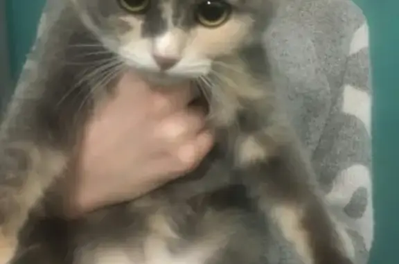 Найдена кошка на остановке Войновка в Москве