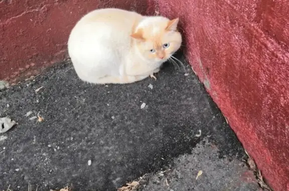Найден напуганный кот в Хабаровске