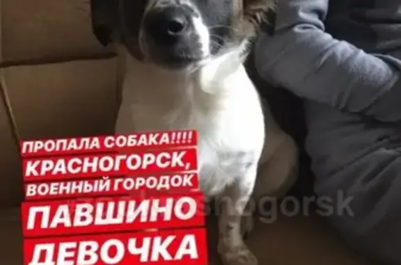 Пропала собака в Красногорске, помогите найти! #zookrasnogorsk