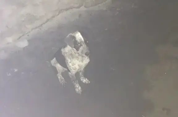 Найдена собака в Шалготарьяне, контакты Андрея Беляева