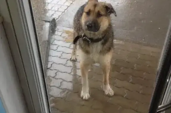Собака на заправке, Шесхарис 7, Новороссийск