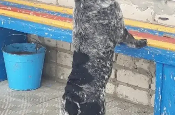 Найдена собака в д. Конгур, контактный телефон