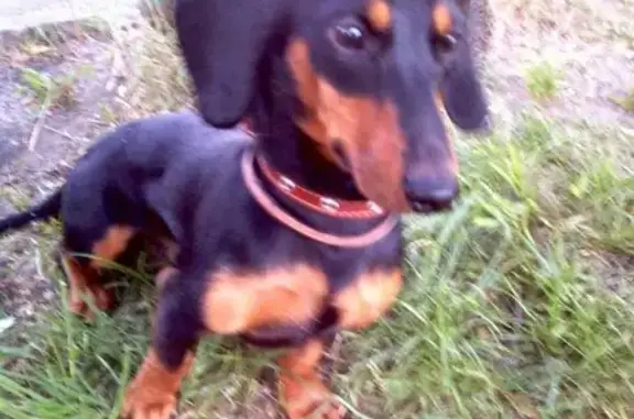 Пропала собака Ричи в районе Соммера, Калининград.