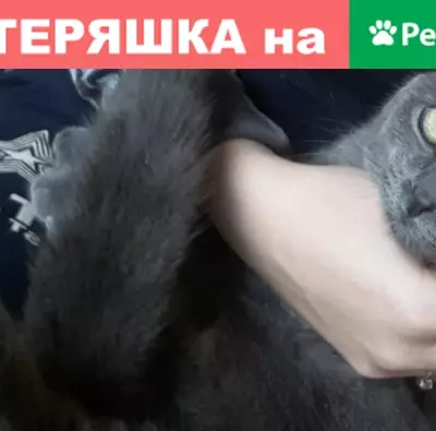 Пропал кот в Темрюке на улице Советской