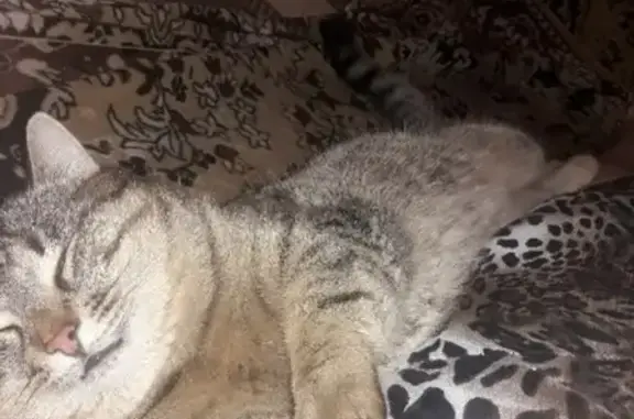 Кошки потеряшки, Киров, фото: Потеряшка кошка на ул. Шинников, Киров.