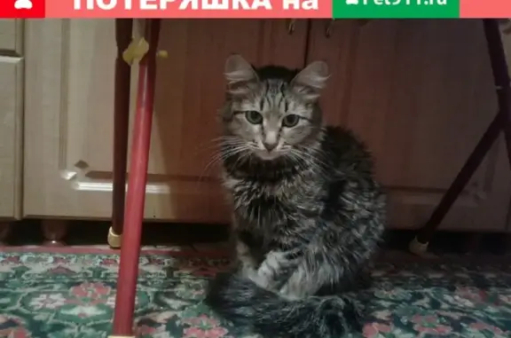 Кошки потеряшки, Тольятти, фото: Потеряшка кошка в Тольятти, 14 квартал, 82 дом.